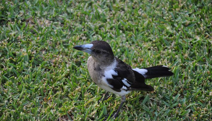 shutterstock_538620580_butcherbird