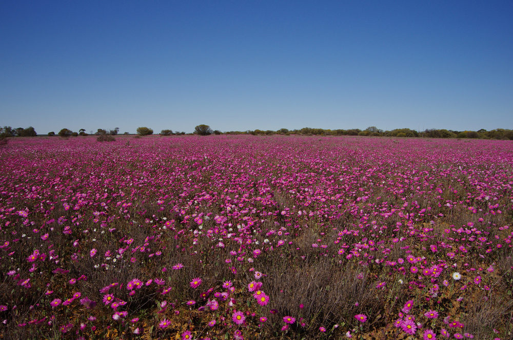 wa-wildflowers