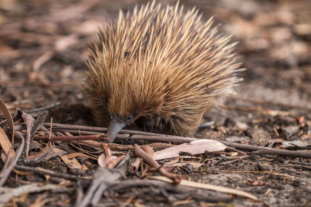 Animal encounters in Australia