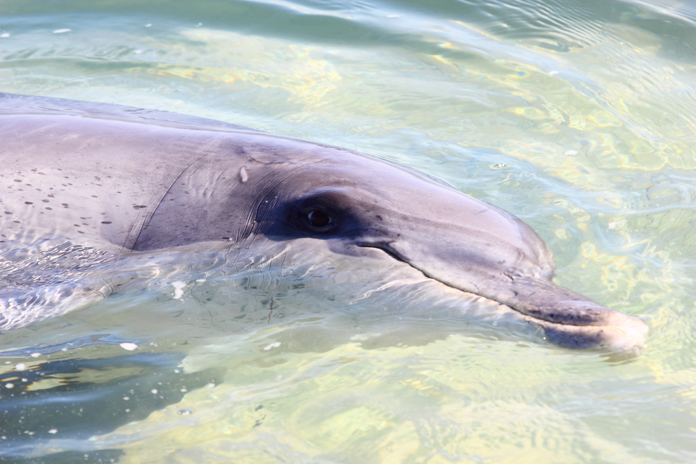 Animal encounters in Australia