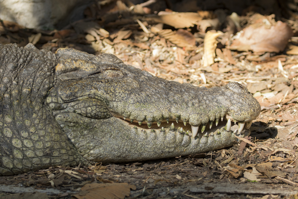 Animal encounters in Australia