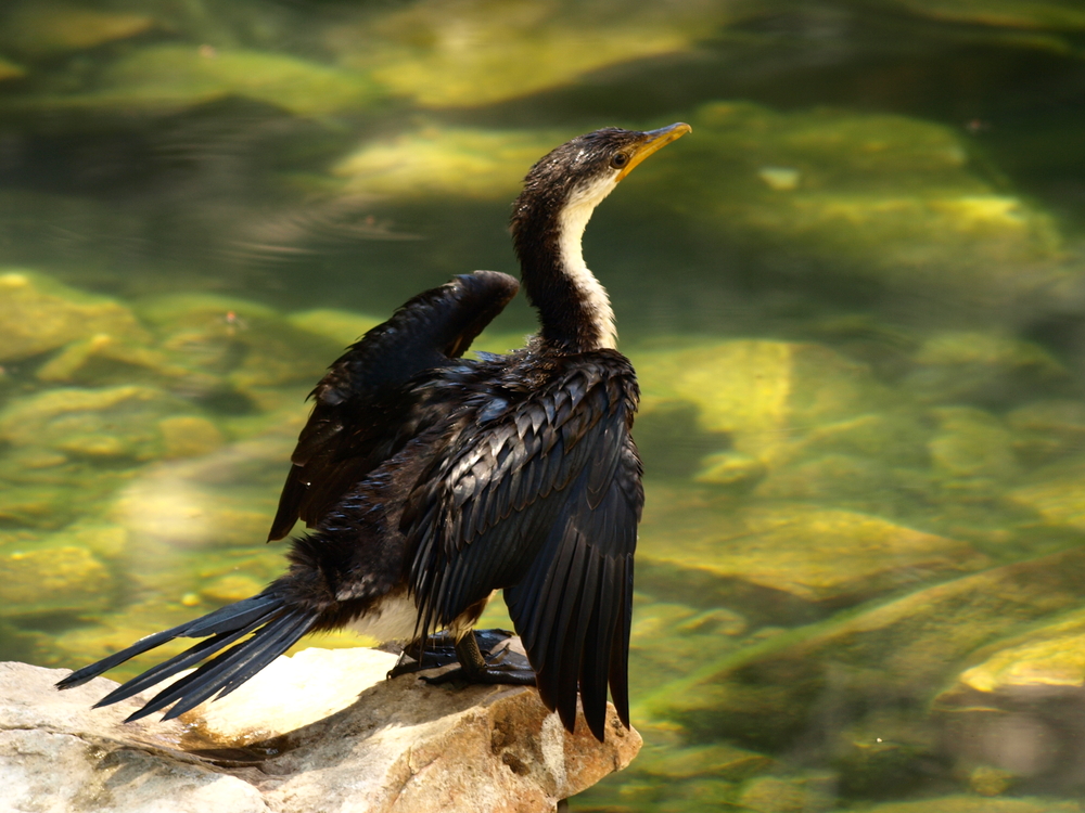 Animal encounters in Australia