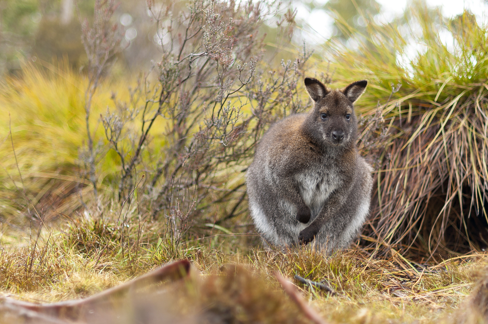 Animal encounters in Australia