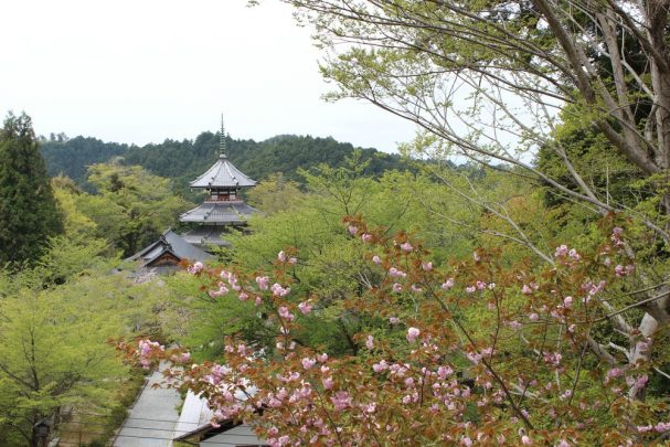 Mount Yoshino in Japan is a popular location to view the cherry blossoms.