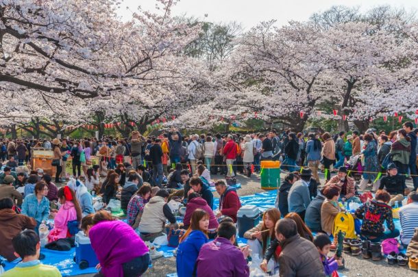 Tokyo Crowd enjoying Cherry blossoms festival in Ueno Park.