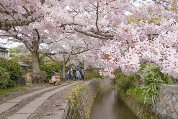 Philosopher's Walk with sakura (cherry blossom) in the Springtime. Kyoto, Japan.