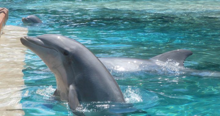 120217-dolphin