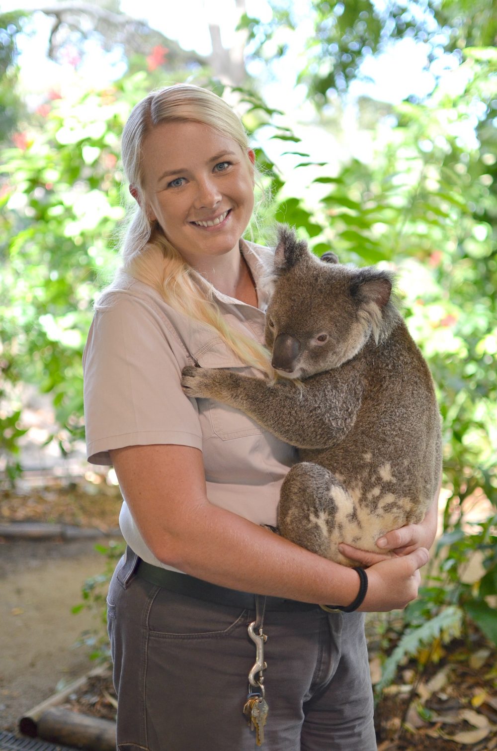 Koalas at Currumbin Wildlife Sanctuary