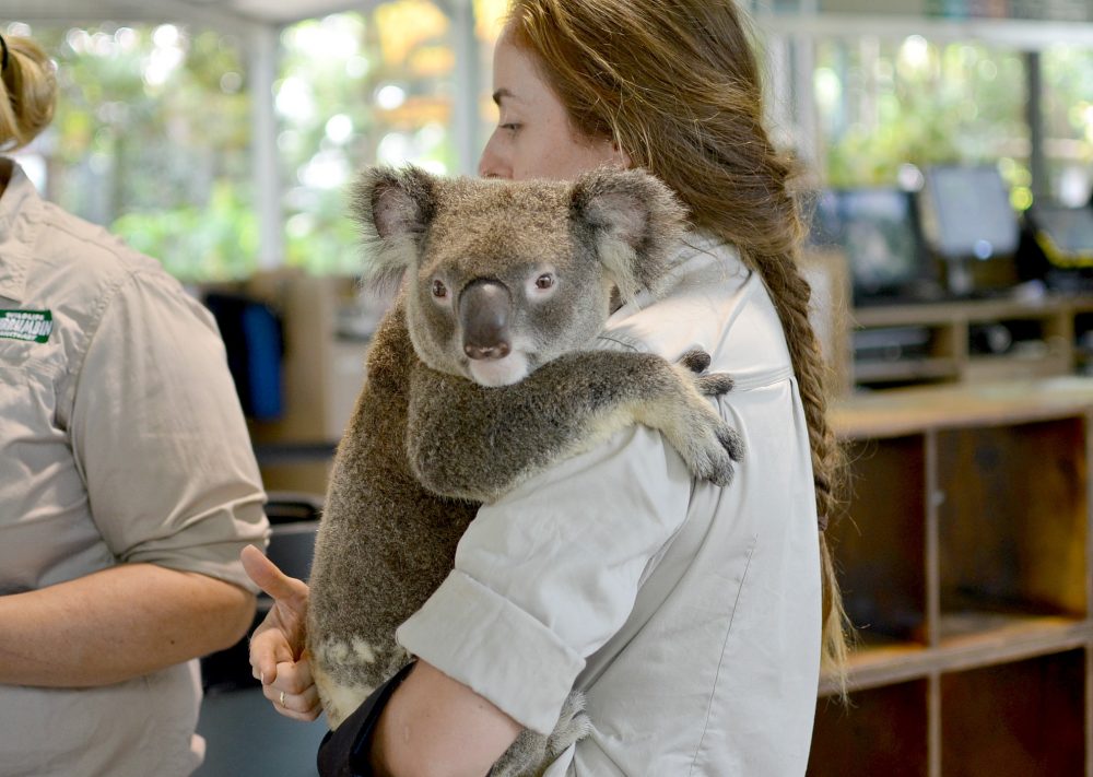 Koalas at Currumbin Wildlife Sanctuary