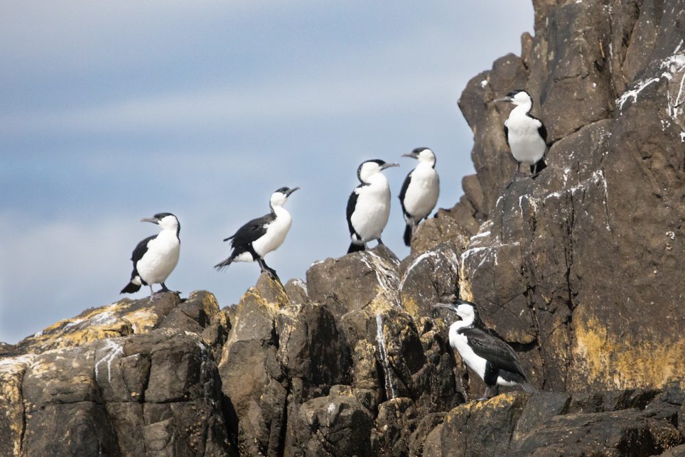 Expedition cruising in Tasmania