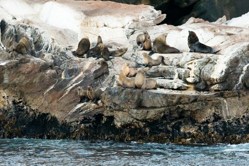 Expedition cruising in Tasmania