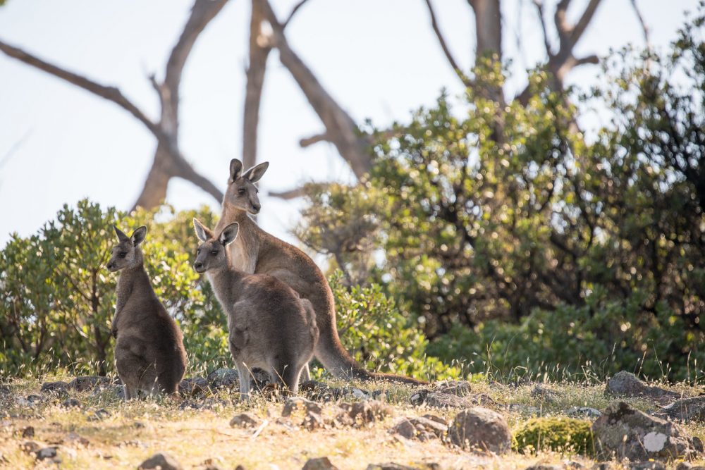 Expedition cruising in Tasmania