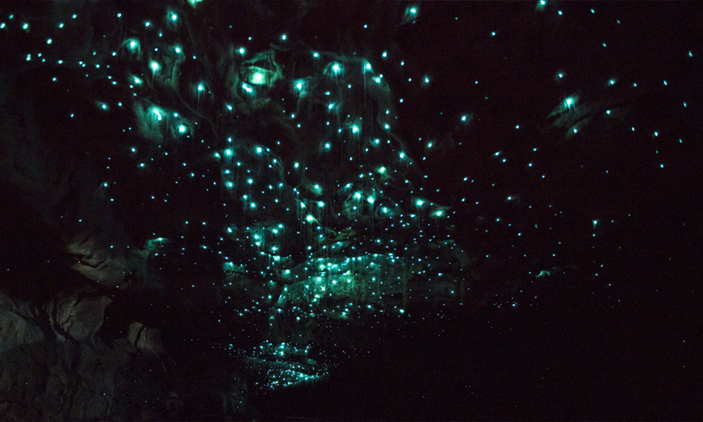 nz-glowworms