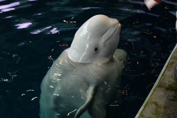 270217whale