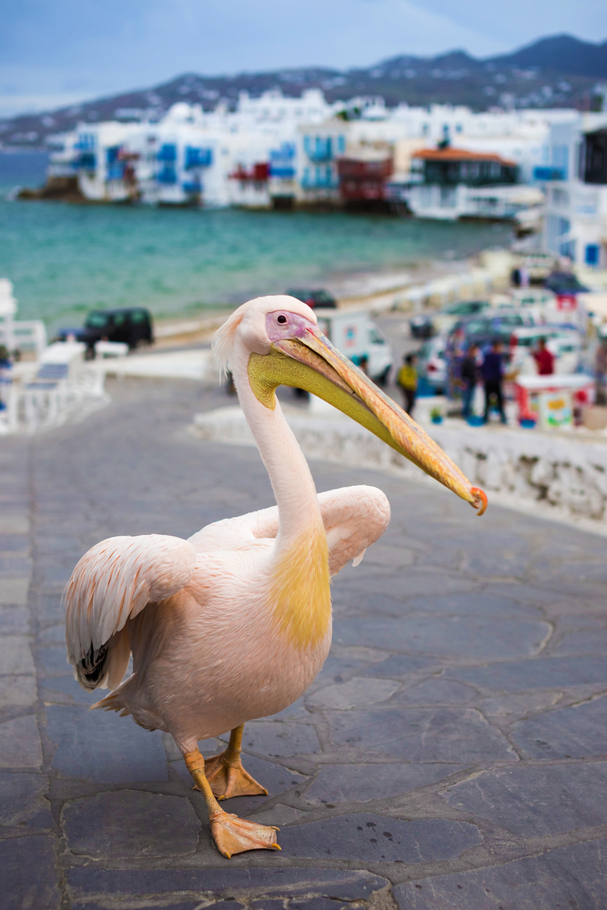 Petros the pelican