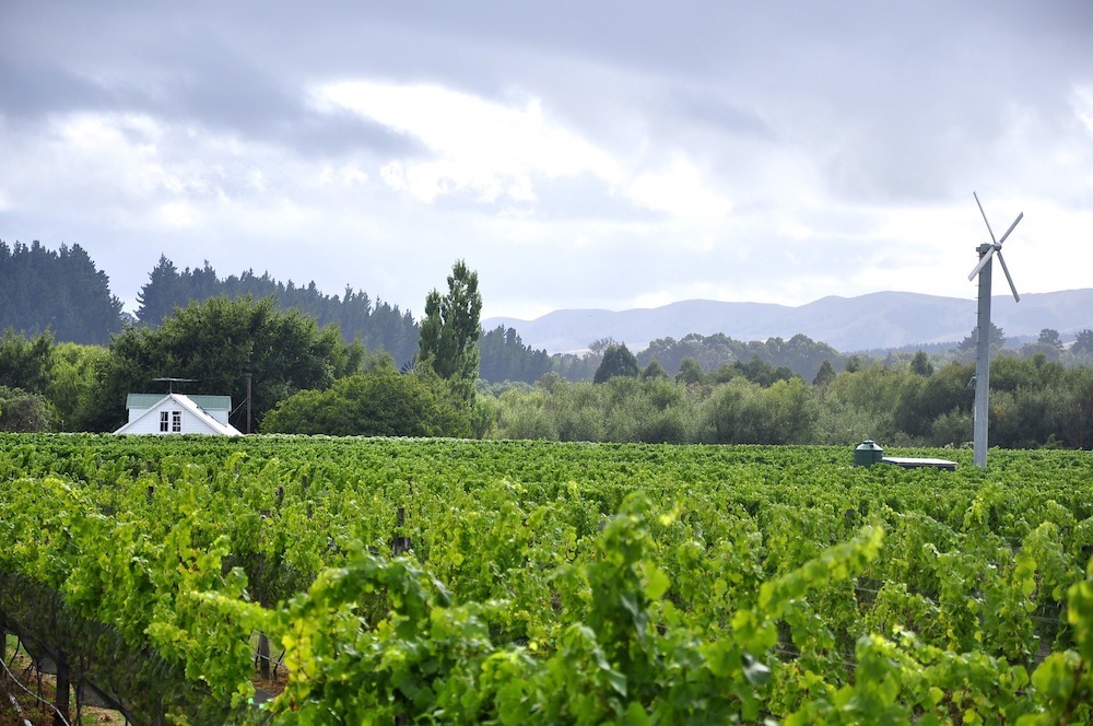 A winery in the Wairarapa region