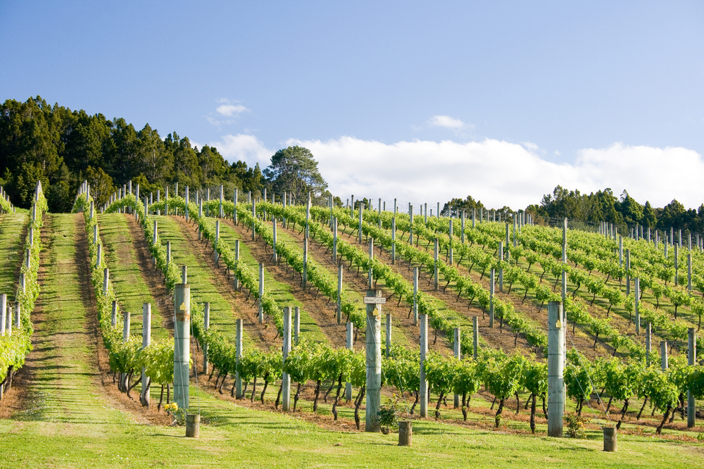 New Zealand's capital is surrounded by wineries