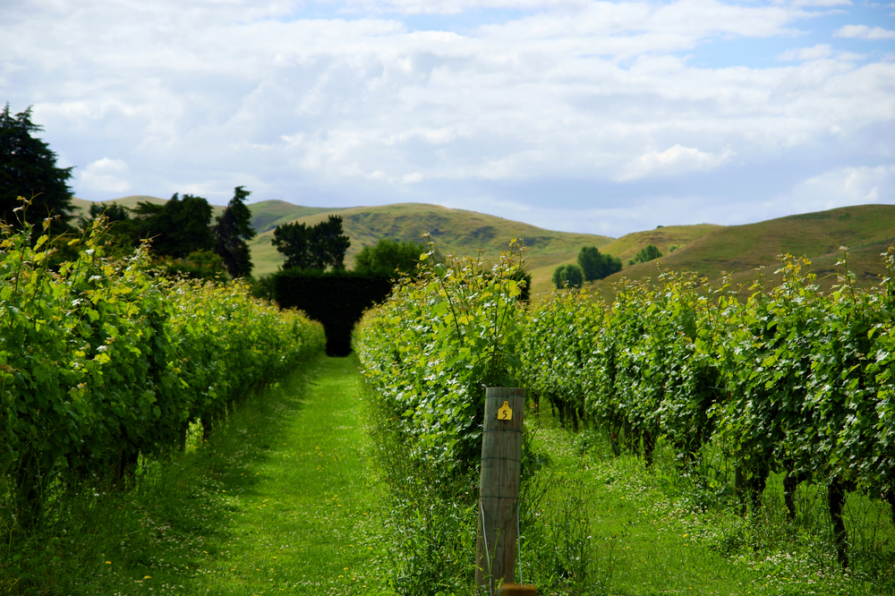 A lush winery in Hawke's Bay