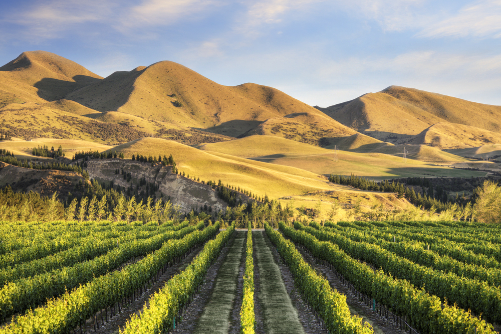 Vineyards are at the foothills of the magnificent alps in Waipara Valley and Canterbury