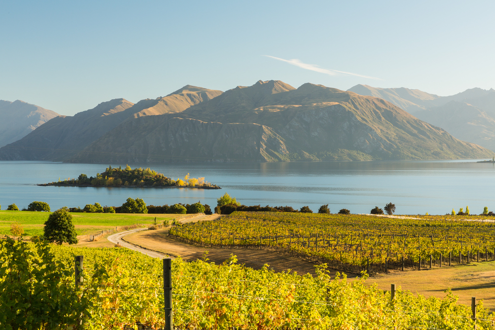 A morning at a vineyard overlooking Lake Wanaka in Central Otago