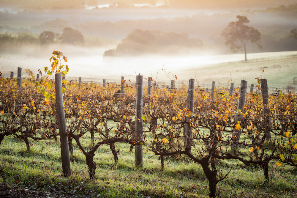 Dawn in the vineyards in Margaret River