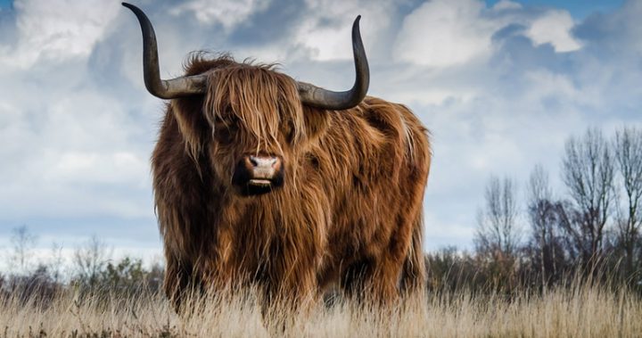 180417-Joke-Bull