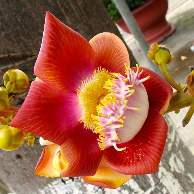 Flower of the Cannon Ball Tree (aka “Couroupita guianensi”)