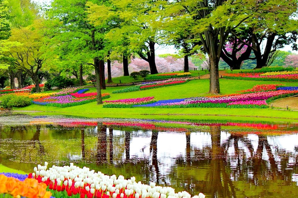 Bright tulips in Keukenhof