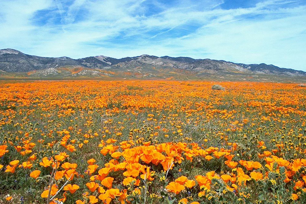 Poppies in bloom in Antelope Valley