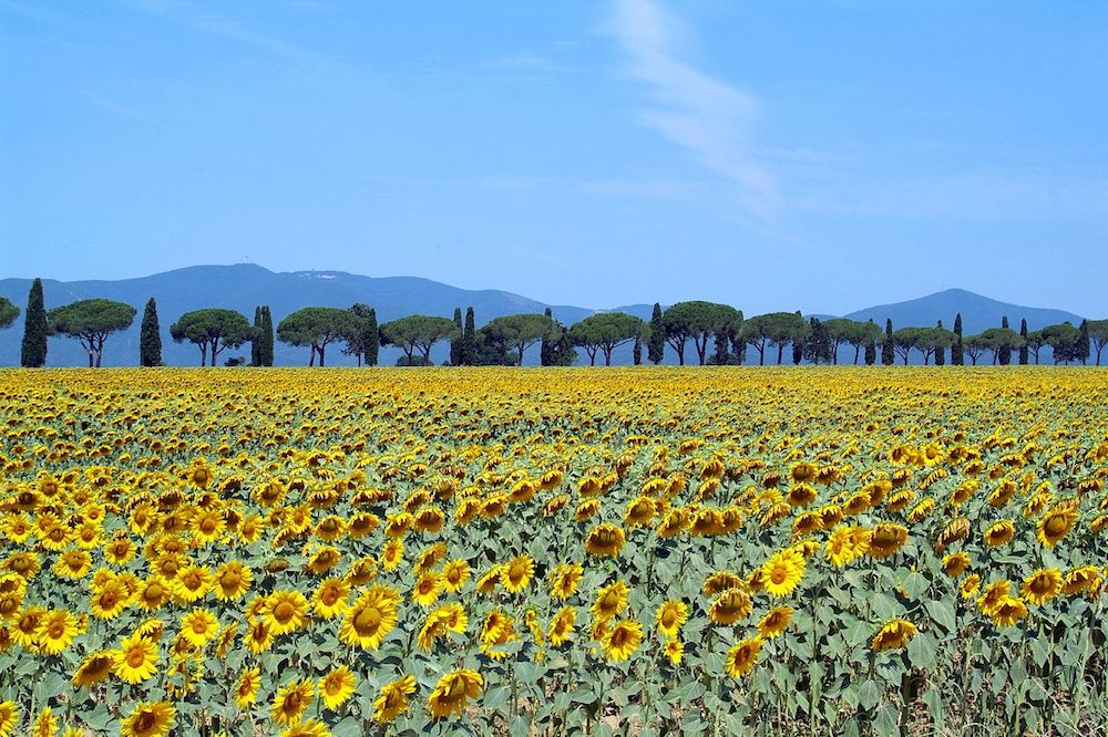 Sunflowers in full bloom in Tuscany. Image: By Giovanni from Firenze, Italy (Maremma Toscana) [CC BY 2.0 (http://creativecommons.org/licenses/by/2.0)], via Wikimedia Commons