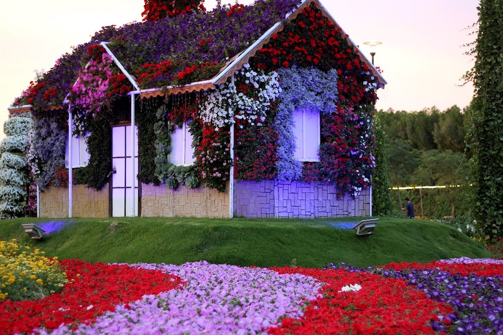 Just one of many of the amazing flower displays in Dubai Miracle Garden