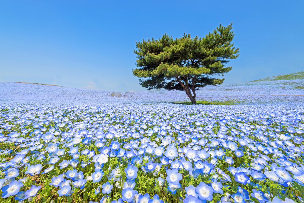 Baby blue eyes at Hitachi Seaside Park