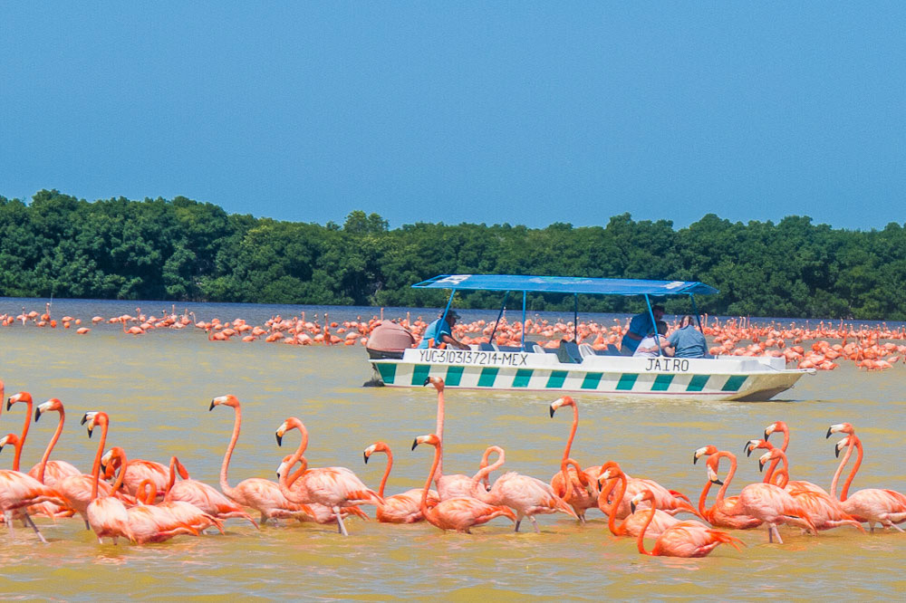 Beautiful flocks of bright flamingoes