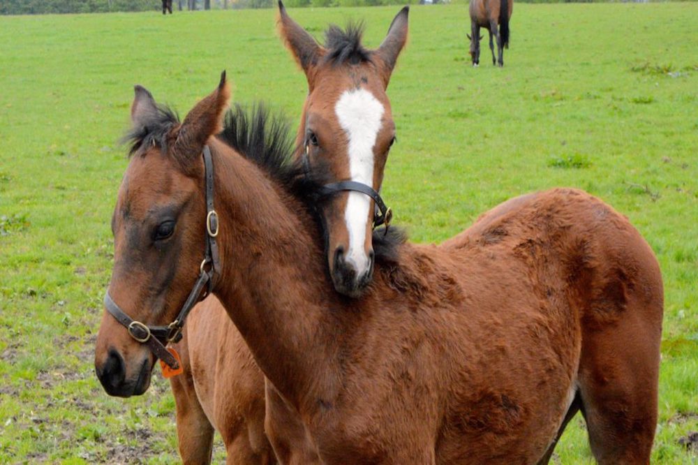 Future Champions at the Irish National Stud, Dublin