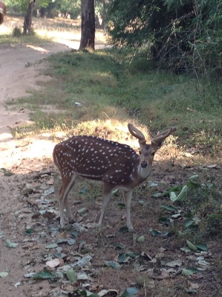 Looking for tigers in India