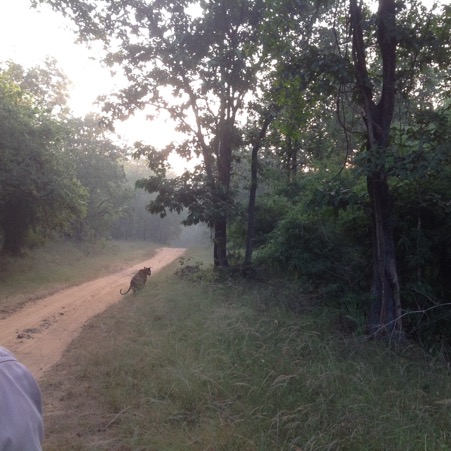 Looking for tigers in India