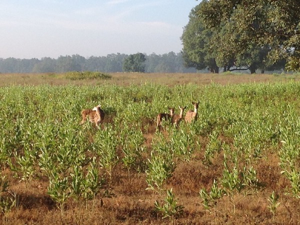 Looking for tigers in India