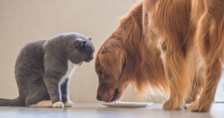 Bff Cat Food Australia Bff Cat Food Australia