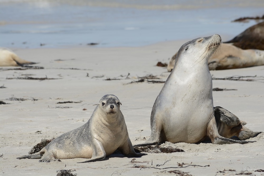 Seals in Kangaroo Island