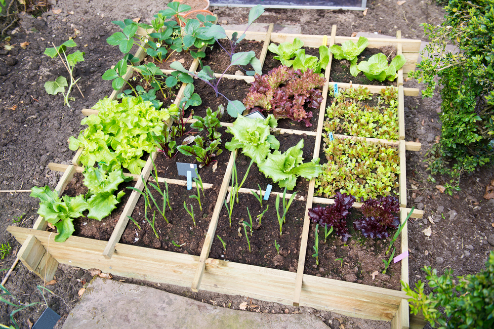 Show the vegetable garden some love this Mother's Day