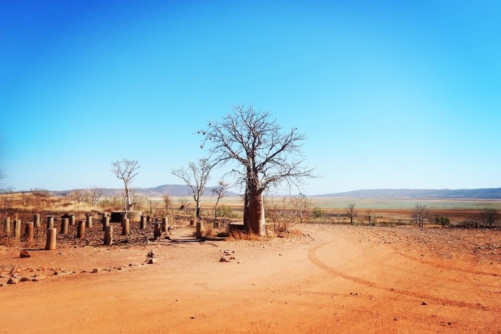 Boabs in Wyndam, WA