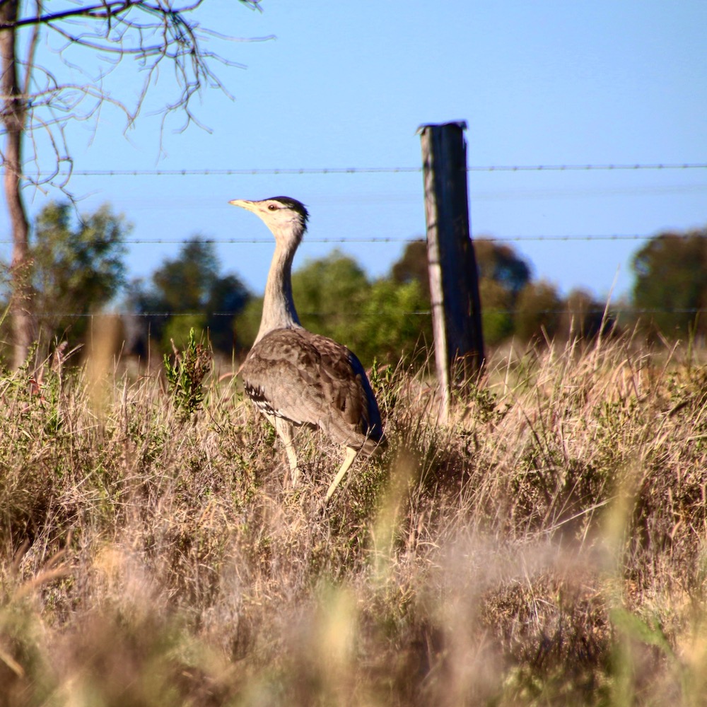 A bustard spotted in the Old World