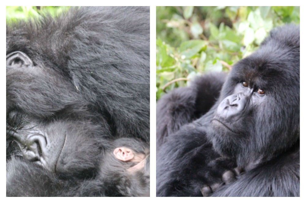 Dianne captured some beautiful photos of the silverbacks in Rwanda