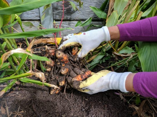 Turmeric growing in a garden