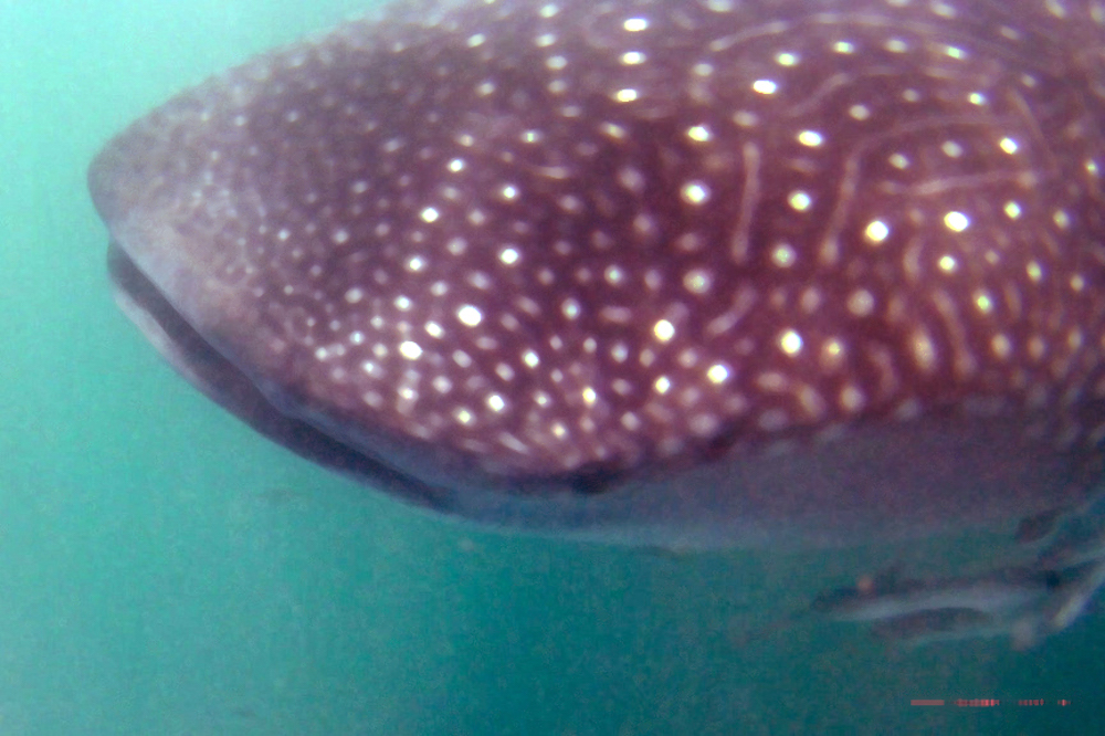 A whale shark