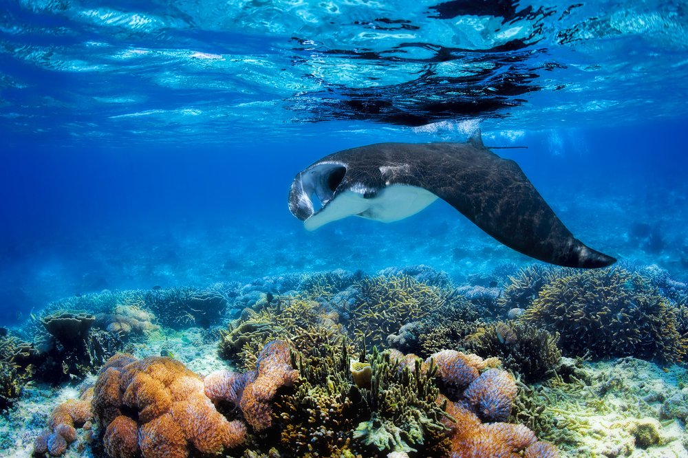 Manta rays swim through channels in Fiji from May to October