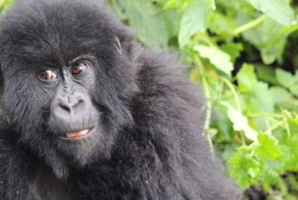 Rowanda-Gorilla-trek Rowanda Gorilla trek