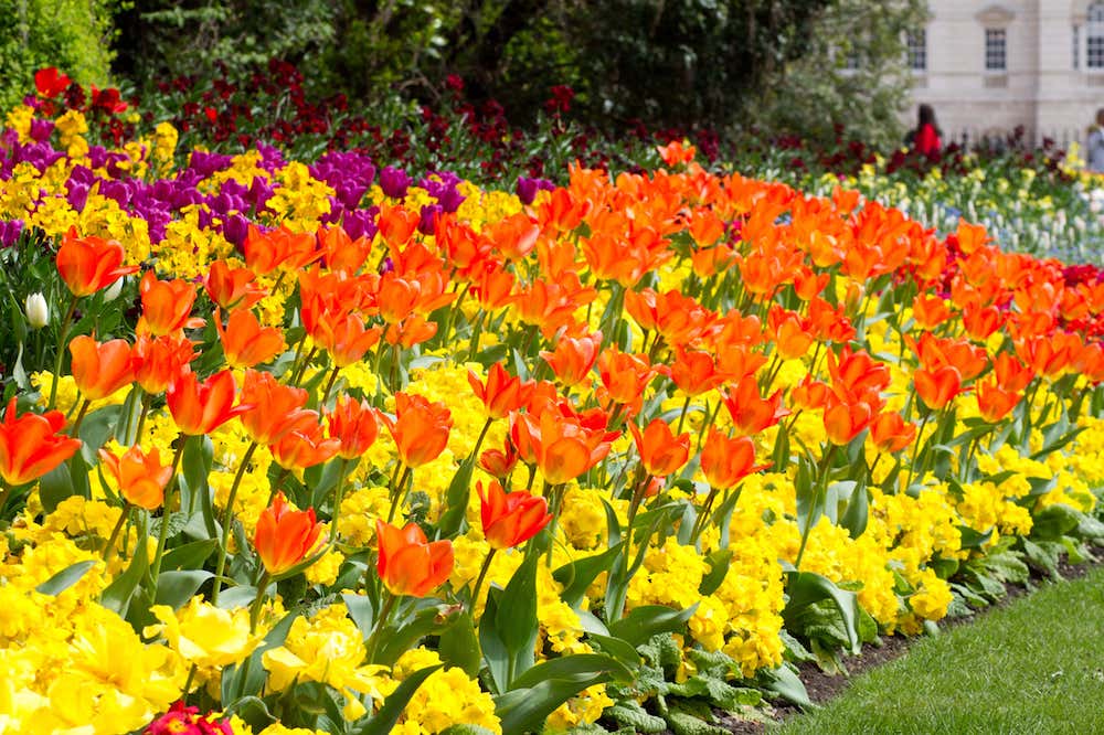 Tulips in full bloom at the Chelsea Flower Show