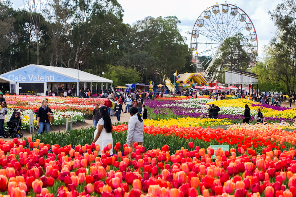 Floriade lights up Canberra with a spectacularly colourful display