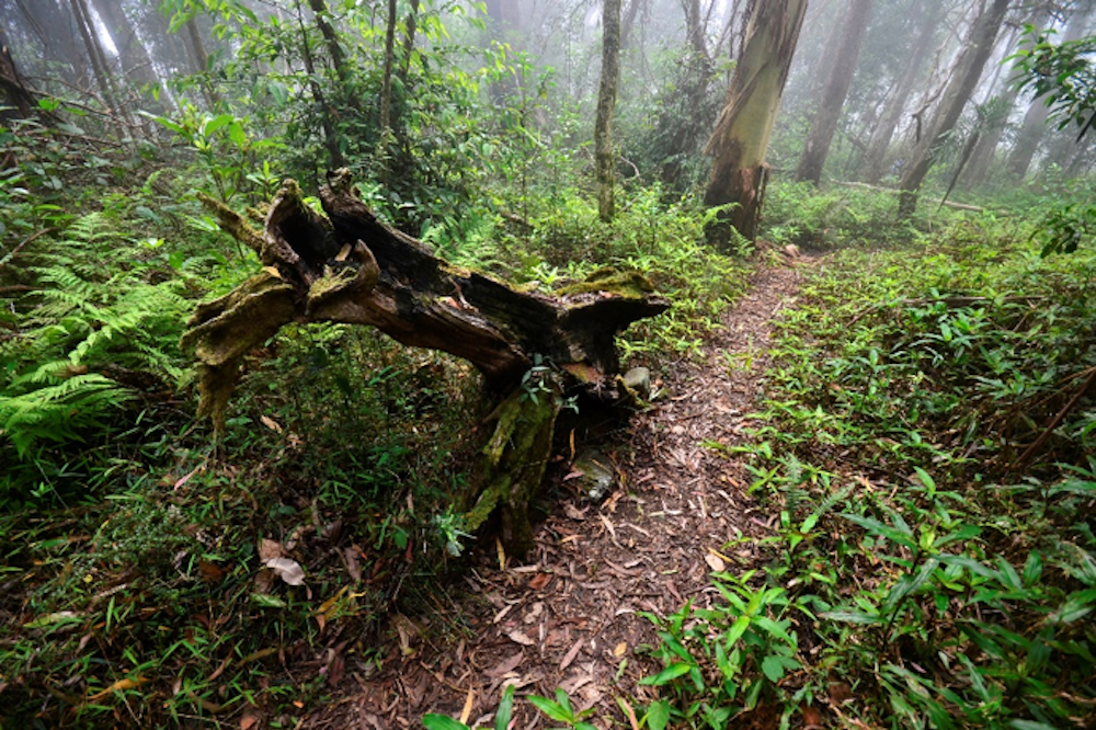 Gibraltar Range National Park 